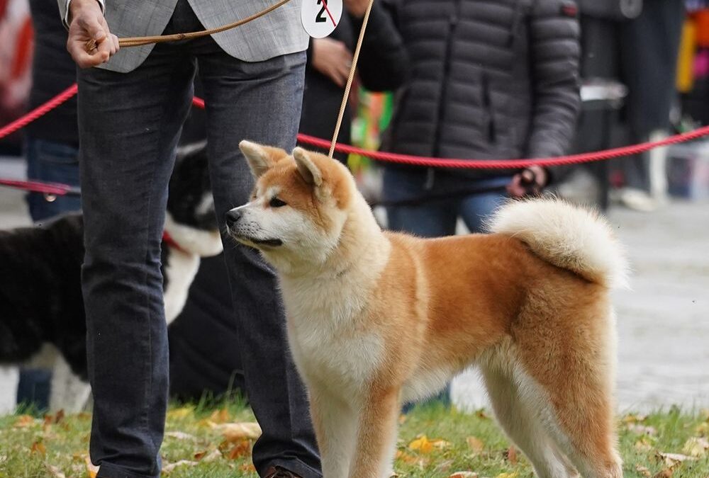 Akita Inu – charakter rasy i temperament. Czy to pies dla Ciebie?