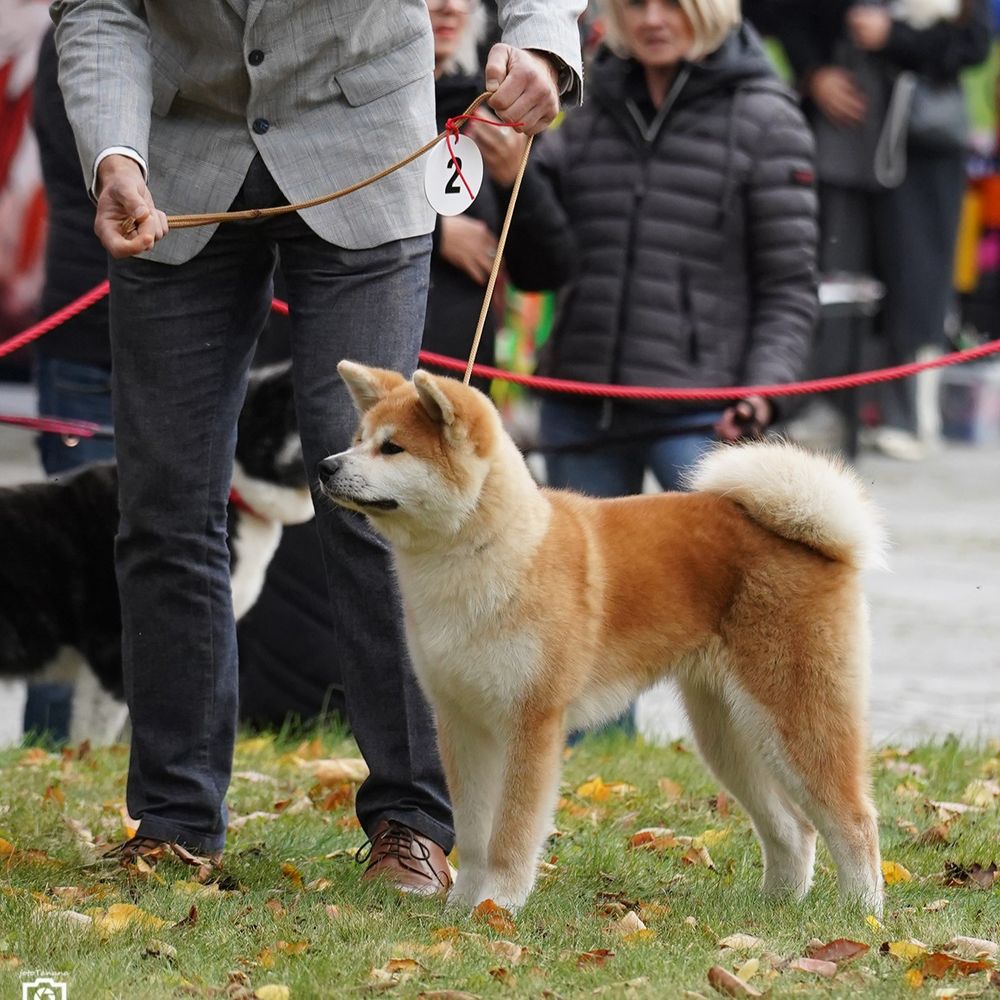 Akita Inu – charakter rasy i temperament. Czy to pies dla Ciebie?