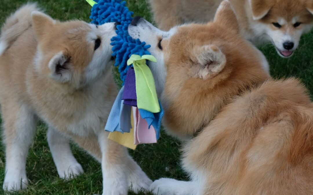 Akita Inu – duma, elegancja i… codzienna lekcja pokory dla właściciela