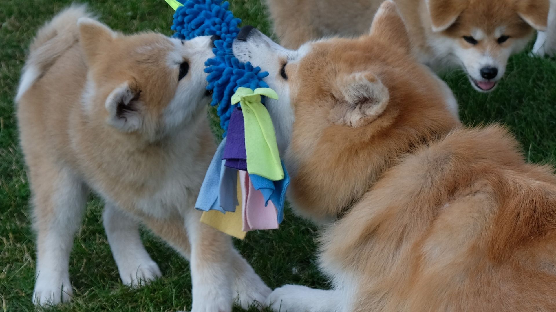 Akita Inu – duma, elegancja i… codzienna lekcja pokory dla właściciela