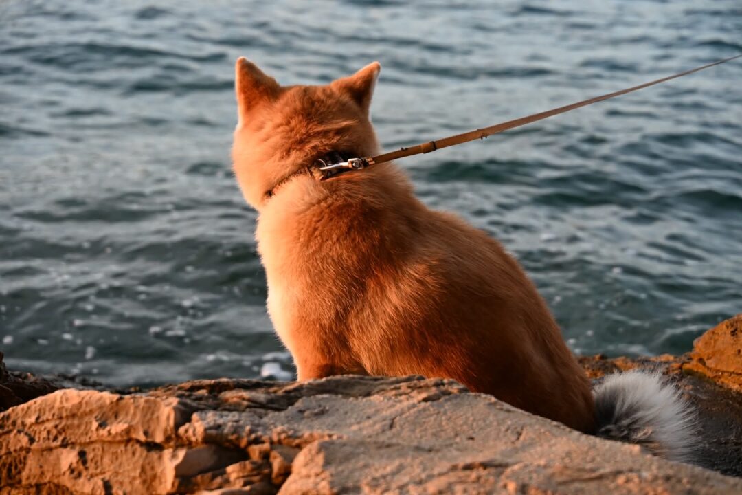 Czy wiedzieliście, że… Akita potrafi być prawdziwym mistrzem obserwacji?